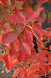 Autumn Brilliance Serviceberry (Amelanchier x grandiflora 'Autumn Brilliance') at Carleton Place Nursery