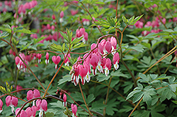 Common Bleeding Heart (Dicentra spectabilis) at Carleton Place Nursery