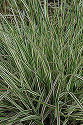 Variegated Reed Grass (Calamagrostis x acutiflora 'Overdam') at Carleton Place Nursery