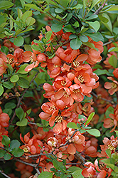 Japanese Flowering Quince (Chaenomeles japonica) at Carleton Place Nursery