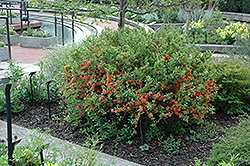 Japanese Flowering Quince (Chaenomeles japonica) at Carleton Place Nursery