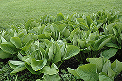 Sum and Substance Hosta (Hosta 'Sum and Substance') at Carleton Place Nursery