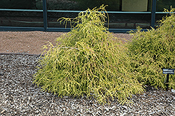 Sungold Falsecypress (Chamaecyparis pisifera 'Sungold') at Carleton Place Nursery