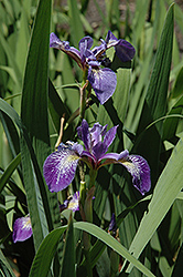Siberian Iris (Iris sibirica) at Carleton Place Nursery