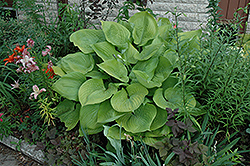 Sum and Substance Hosta (Hosta 'Sum and Substance') at Carleton Place Nursery