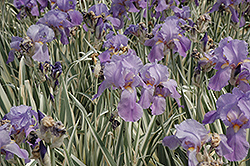 Variegated Sweet Iris (Iris pallida 'Variegata') at Carleton Place Nursery