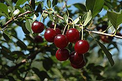 Carmine Jewel Cherry (Prunus 'Carmine Jewel') at Carleton Place Nursery