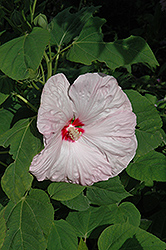 Southern Belle Hibiscus (Hibiscus moscheutos 'Southern Belle') at Carleton Place Nursery