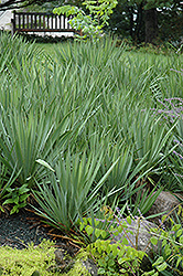 Adam's Needle (Yucca filamentosa) at Carleton Place Nursery