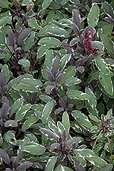 Tricolor Sage (Salvia officinalis 'Tricolor') at Carleton Place Nursery