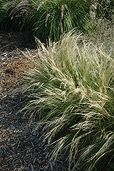 Pony Tails Mexican Feather Grass (Stipa tenuissima 'Pony Tails') at Carleton Place Nursery