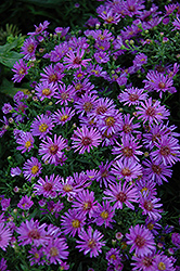Woods Purple Aster (Symphyotrichum 'Woods Purple') at Carleton Place Nursery
