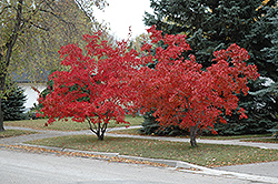 Flame Amur Maple (Acer ginnala 'Flame') at Carleton Place Nursery