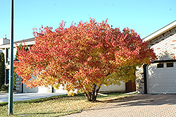 Amur Maple (multi-stem) (Acer ginnala '(multi-stem)') at Carleton Place Nursery
