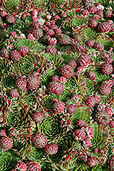 Red Hens And Chicks (Sempervivum 'Red') at Carleton Place Nursery