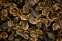 Country Gold Wintercreeper (Euonymus fortunei 'Country Gold') at Carleton Place Nursery