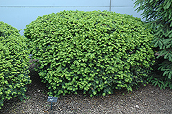 Densiformis Yew (Taxus x media 'Densiformis') at Carleton Place Nursery