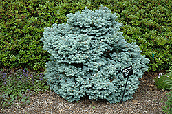 Thume Blue Spruce (Picea pungens 'Thume') at Carleton Place Nursery