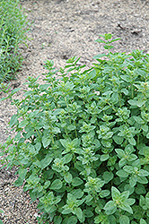 Oregano (Origanum vulgare) at Carleton Place Nursery