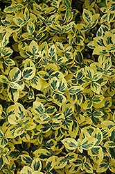Emerald 'n' Gold Wintercreeper (Euonymus fortunei 'Emerald 'n' Gold') at Carleton Place Nursery