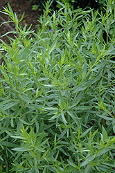 French Tarragon (Artemisia dracunculus 'Sativa') at Carleton Place Nursery