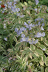 Touch Of Class Jacob's Ladder (Polemonium reptans 'Touch Of Class') at Carleton Place Nursery