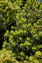 New Selection Yew (Taxus x media 'New Selection') at Carleton Place Nursery