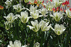 Spring Green Tulip (Tulipa 'Spring Green') at Carleton Place Nursery