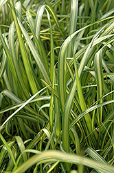 El Dorado Feather Reed Grass (Calamagrostis x acutiflora 'El Dorado') at Carleton Place Nursery