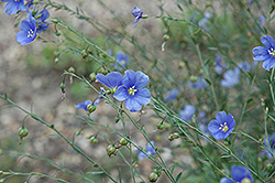 Sapphire Perennial Flax (Linum perenne 'Sapphire') at Carleton Place Nursery