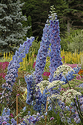Blue Lace Larkspur (Delphinium 'Blue Lace') at Carleton Place Nursery