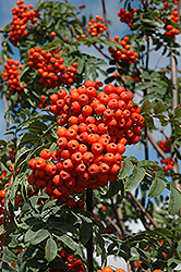 Russian Mountain Ash (Sorbus aucuparia 'Rossica') at Carleton Place Nursery