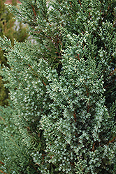 Mountbatten Juniper (Juniperus chinensis 'Mountbatten') at Carleton Place Nursery