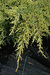 Gold Star Juniper (Juniperus chinensis 'Bakaurea') at Carleton Place Nursery