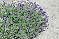 Munstead Lavender (Lavandula angustifolia 'Munstead') at Carleton Place Nursery