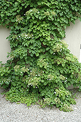 Climbing Hydrangea (Hydrangea anomala 'var. petiolaris') at Carleton Place Nursery