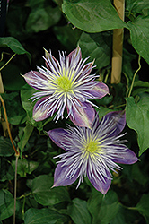 Crystal Fountain Clematis (Clematis 'Crystal Fountain') at Carleton Place Nursery