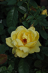 Lemon Meringue Rose (Rosa 'Lemon Meringue') at Carleton Place Nursery