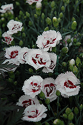 Scent First Coconut Surprise Pinks (Dianthus 'WP05Yves') at Carleton Place Nursery