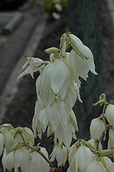 Bright Edge Adam's Needle (Yucca filamentosa 'Bright Edge') at Carleton Place Nursery