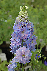 Blue Lace Larkspur (Delphinium 'Blue Lace') at Carleton Place Nursery