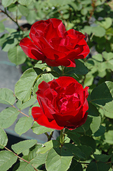 Emily Carr Rose (Rosa 'Emily Carr') at Carleton Place Nursery