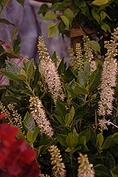 Sixteen Candles Summersweet (Clethra alnifolia 'Sixteen Candles') at Carleton Place Nursery