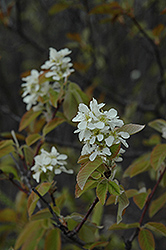 Saskatoon (Amelanchier alnifolia) at Carleton Place Nursery