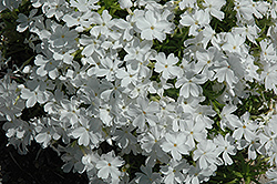 White Delight Moss Phlox (Phlox subulata 'White Delight') at Carleton Place Nursery