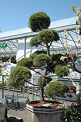 Scotch Pine (pom pom) (Pinus sylvestris '(pom pom)') at Carleton Place Nursery
