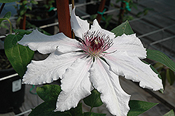 Snow Queen Clematis (Clematis 'Snow Queen') at Carleton Place Nursery