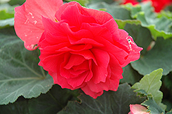 Nonstop Bright Red Begonia (Begonia 'Nonstop Bright Red') at Carleton Place Nursery