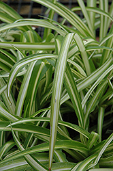 Spider Plant (Chlorophytum comosum) at Carleton Place Nursery