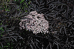 Black Lace Elder (Sambucus nigra 'Eva') at Carleton Place Nursery